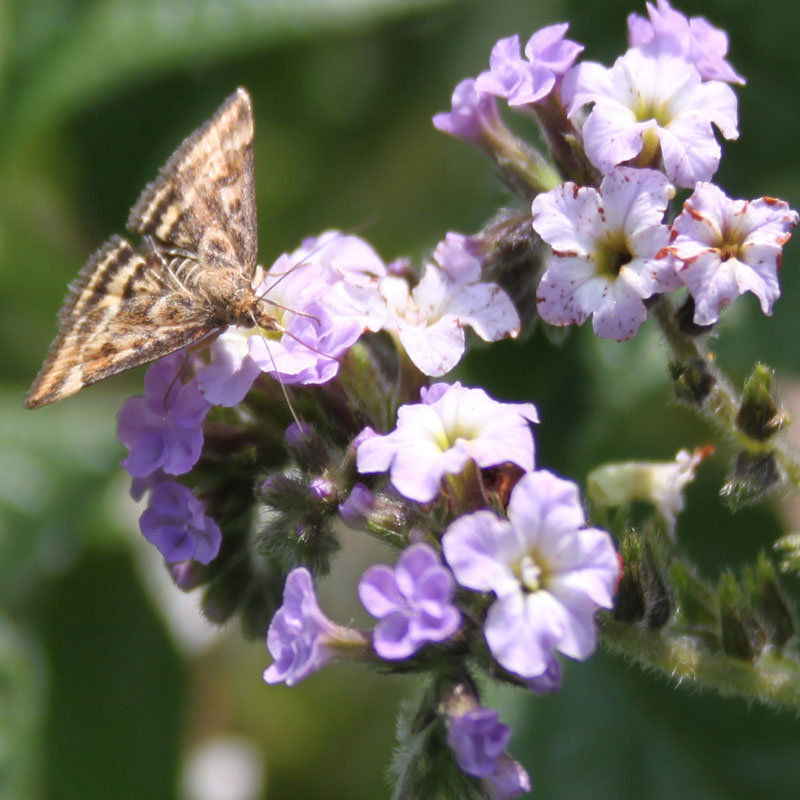 identificazione farfalla - Pyrausta despicata